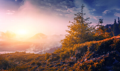blossom pink rhododendrons flowers, amazing panoramic nature scenery	
