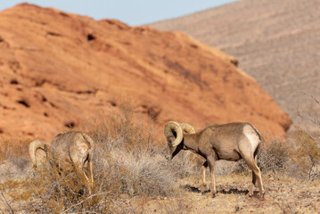 Desert Bighorn Sheep Rams in Valley of Fire State Park Nevada