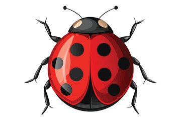Insect realistic ladybug isolated on white background vector illustration.