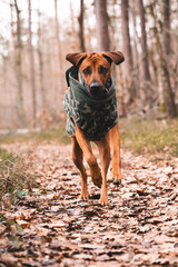 Rhodesian Ridgeback rennt im Wald mit Hundepulli.
Hund mit Jacke