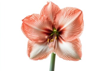 A delicate peach-colored Amaryllis flower, showcasing intricate petal details against a white background.