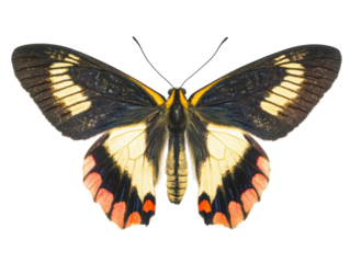 Isolated Butterfly with Yellow and Red Patterns