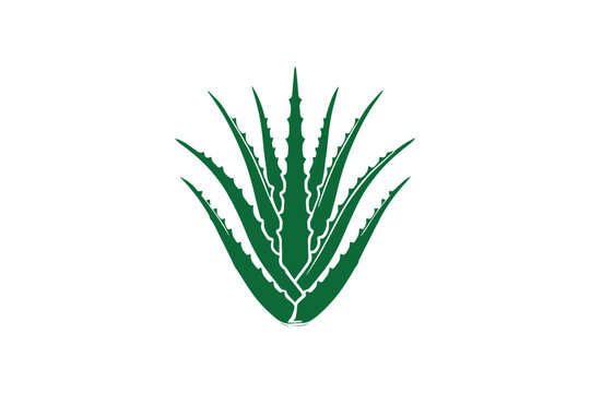green aloe vera plant on white background clip art preview