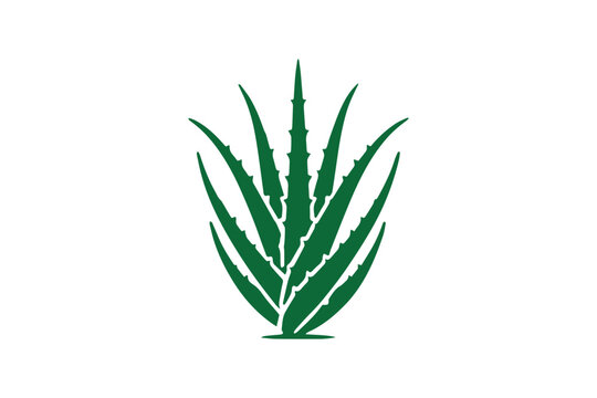 green aloe vera plant on white background clip art preview
