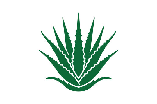 green aloe vera plant on white background clip art preview