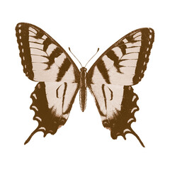 Vintage Butterfly Collection Illustration