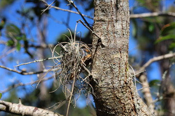 Epiphyte growing on tree on sunny day