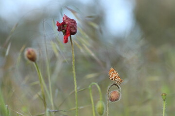 una farfalla melitaea su un fiore