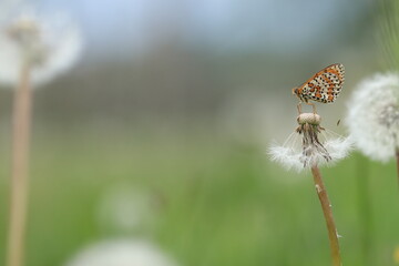 una farfalla melitaea su un fiore