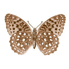 Vintage Butterfly Collection Illustration