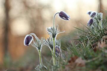 fiori di anemone pulsatilla in primavera al tramonto