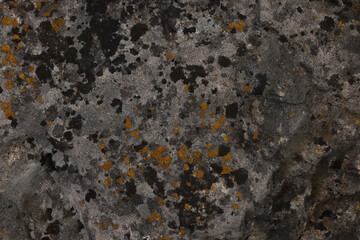 Map Lichen (Rhizocarpon Geographicum)