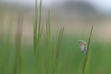 una farfalla licenide su un fiore al tramonto