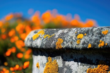 Fototapeta premium Close-up of lichen-covered stone against a blurred background of vibrant orange flowers under a bright blue sky.
