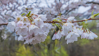 Cherry Blossoms With Water Droplets