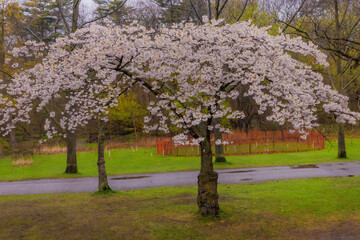 High Park Chery Blossoms