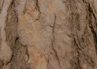 Tree Bark Of Evergreen Tree