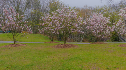 Magnolia Trees In Bloom