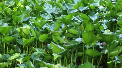 Green water plants or often called 