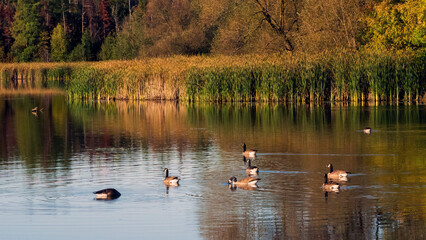 A flock of Canada Goose resting on water