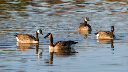 Fototapeta premium A flock of Canada Goose resting on water
