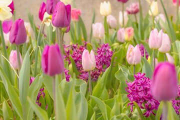A Colourful Assortment Of Tulips And Hyacinths