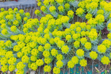 Obraz premium Myrtle Spurge (Euphorbia Myrsinites)