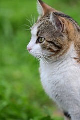 cat in the grass