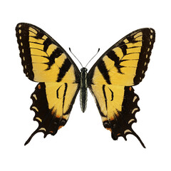 Fototapeta premium Vintage Butterfly Collection Illustration