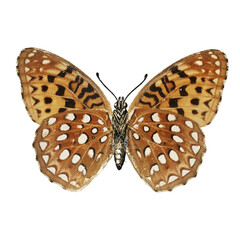 Vintage Butterfly Collection Illustration