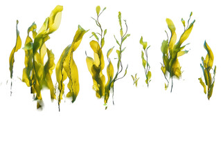 Isolated Seaweed Collection