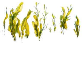 Isolated Seaweed Collection