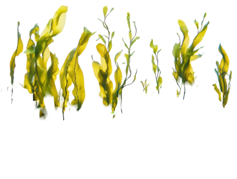 Isolated Seaweed Collection