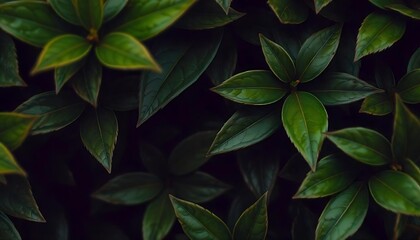 Dark green leaves with a contrasting black background creating a moody botanical vibe