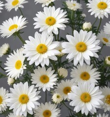 Fototapeta premium Soft and delicate white chrysanthemum flowers on a grey background, minimalistic, floral