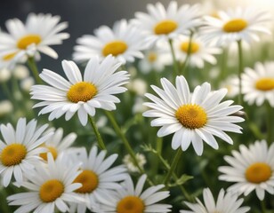 Soft and delicate white daisy fleabane petals in natural light, delicate, daisy fleabane, soft