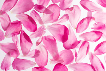Naklejka premium Close up image of pink peony petals on a white background. Women's Day or March 8 сoncept. Greeting card from blooming fresh peonies, natural holiday background