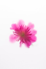 Blurred image of pink peony under matte surface on a white background. Women's Day or March 8 сoncept. Minimal greeting card from blooming fresh peony. Natural holiday background