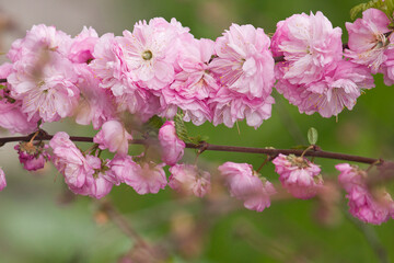 Pink flowers of ornamental almond close-up. Spring blossoming almond bush