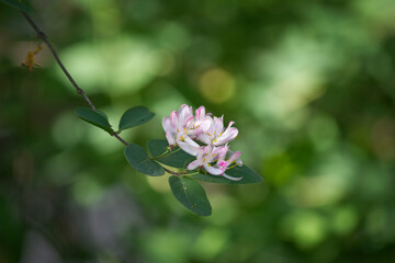 Pink honeysuckle flowers in close-up. A bush of flowering honeysuckle in the garden.