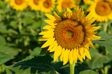 yellow flowers, agricultural products. photos of sunflowers.