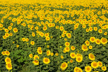 yellow flowers, agricultural products. photos of sunflowers.