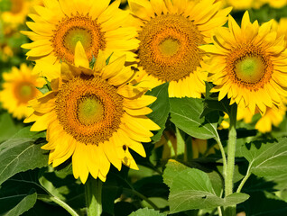 Obraz premium yellow flowers, agricultural products. photos of sunflowers.