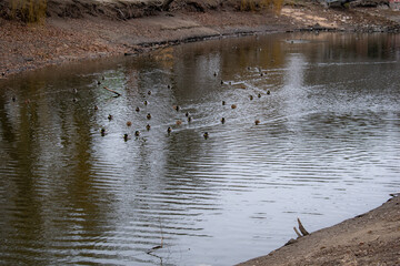 A group of ducks swimming in a pond in a city park. Perfect for themes of urban nature, wildlife conservation, and the balance between nature and city life.