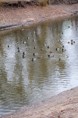 A group of ducks swimming in a pond in a city park. Perfect for themes of urban nature, wildlife conservation, and the balance between nature and city life.