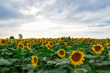 Obraz premium yellow flowers, agricultural products. photos of sunflowers.