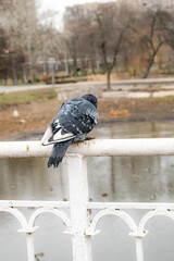 A pigeon sits on white metal railings in a park, its feathers shimmering with purple and green hues. Autumn landscape in the background. Ideal for urban nature and wildlife conservation themes.