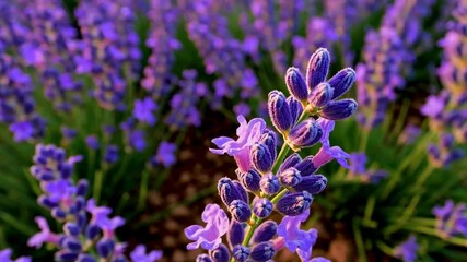 Close-up of vibrant lavender blooms in a sunlit field during golden hour

