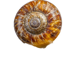 Isolated Top View of Snail Shell