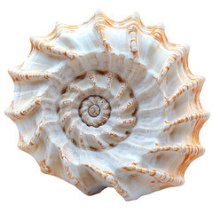 Obraz premium Intricate Spiral Seashell Close up of a Unique Ocean Shell Textured White and Orange Marine Life